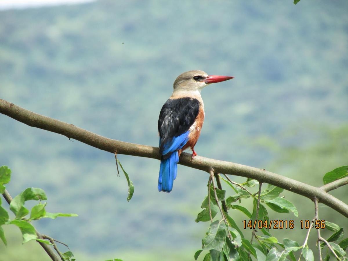 Kiboko Lodge Usa River Екстер'єр фото
